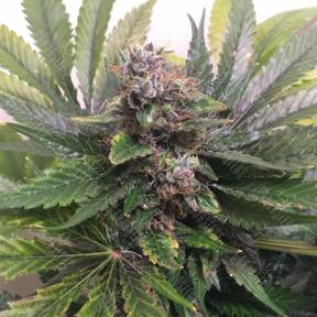 White Widow feminised Nirvana Seeds