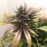 заказ семян конопли White Widow feminised Nirvana Seeds