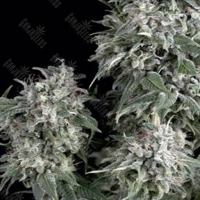 White Widow feminised Trikoma Seeds