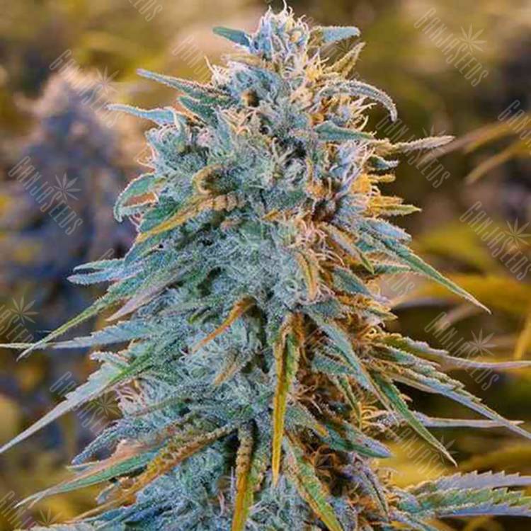 Семена марихуаны Auto Blue Dream feminised GanjaLiveSeeds