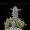 Auto Gorilla Cookies feminised Ganja Seeds Auto Gorilla Cookies feminised Ganja Seeds