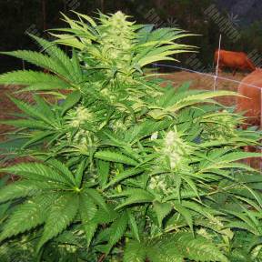 Narkush feminised Ganja Seeds