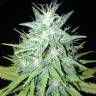 заказ семян конопли Tutankhamon feminised