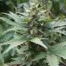 семена конопли для выращивания Auto Acid regular