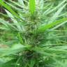 где заказать семена конопли Afghan Haze feminised где заказать семена конопли Afghan Haze feminised