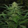 семена конопли курьером Afghan Haze feminised семена конопли курьером Afghan Haze feminised
