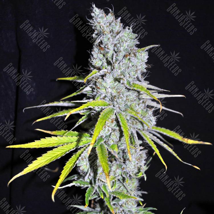 хорошие семена конопли Auto Skunk Haze feminised хорошие семена конопли Auto Skunk Haze feminised