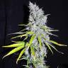 хорошие семена конопли Auto Skunk Haze feminised хорошие семена конопли Auto Skunk Haze feminised