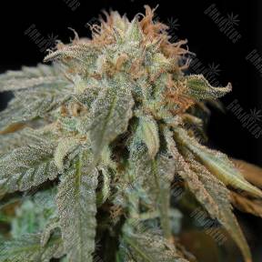 Auto Chere regular Ganja Seeds