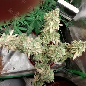 Auto Sweet Tooth feminised Barneys Farm