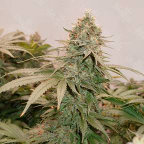 HiFi 4G feminised Dutch Passion Seeds