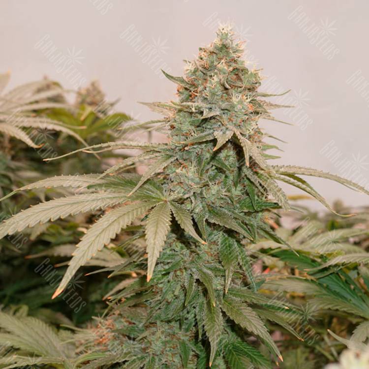 семена конопли феминизированные HiFi 4G feminised Dutch Passion Seeds