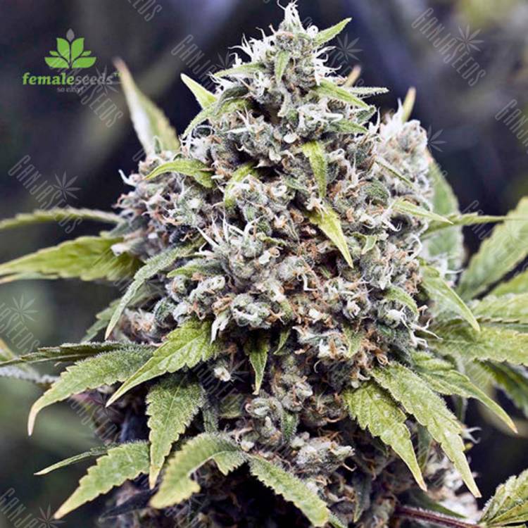 заказать качественные семена конопли Pure AK feminised Female Seeds