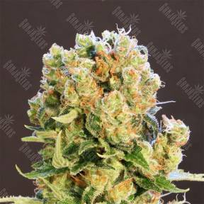 Diesel Glue feminised Kannabia Seeds