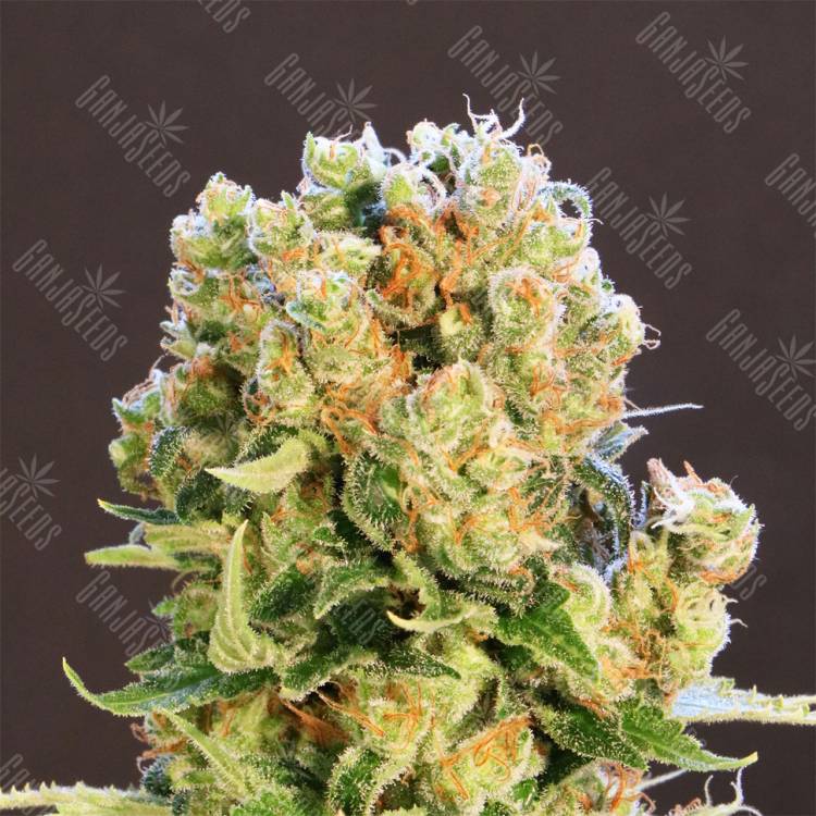 конопля семена сорта заказать Diesel Glue feminised Kannabia Seeds
