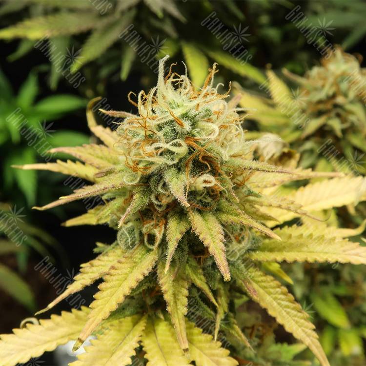 где заказать семена конопли Wonder Woman feminised Nirvana Seeds