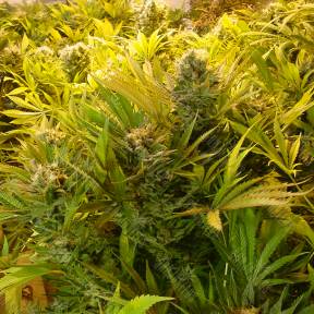 Motavation regular Serious Seeds