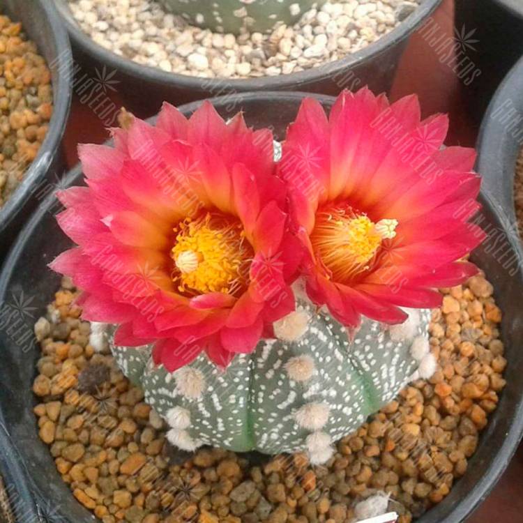 Семена кактуса Astrophytum asterias var. Rote Bluete Семена кактуса Astrophytum asterias var. Rote Bluete