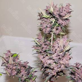 Auto Bloody Skunk feminised GanjaLiveSeeds