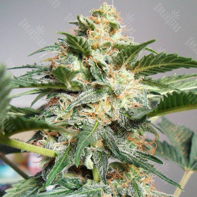 семена конопли автоцвет Auto Snow Ryder regular