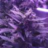 автоцветущие семена конопли Auto AK 49 feminised Ganja Seeds