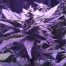 семена конопли дешево Auto AK 49 feminised Ganja Seeds