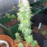 семена конопли феминизированные Auto AK 49 feminised Ganja Seeds