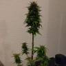 мощные семена конопли Auto AK 49 feminised Ganja Seeds