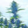 хорошие семена конопли Blue feminised