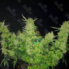 Auto Medical CBD feminised Ganja Seeds