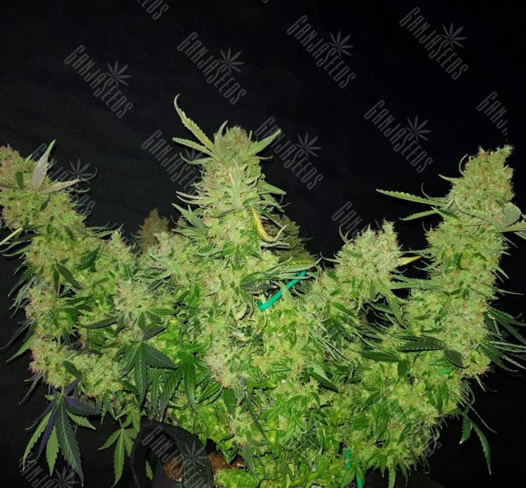 Auto Medical CBD feminised Ganja Seeds Auto Medical CBD feminised Ganja Seeds