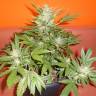 семена конопли курьером Auto Buddha Red Dwarf feminised Buddha Seeds