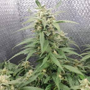 Sensi Skunk x Lowryder2 (Senlow2) regular Ganja Seeds
