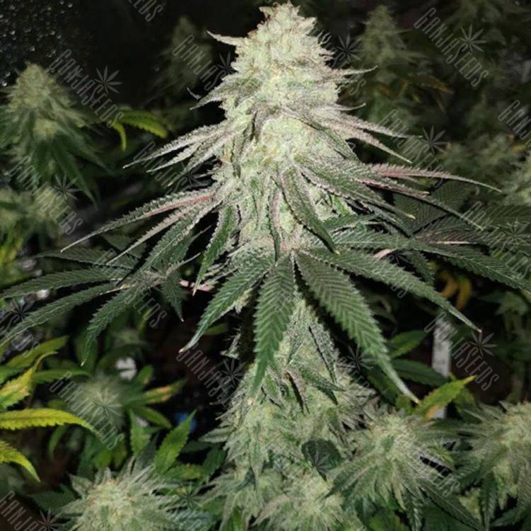 семена конопли Mokum's Tulip feminised Dutch Passion Seeds