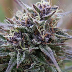 Purple Maroc feminised Female Seeds