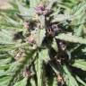 конопля семена сорта заказать Purple Maroc feminised Female Seeds