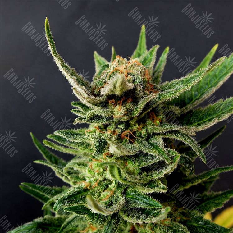 семена конопли в России Gypsy Kush feminised Kannabia Seeds