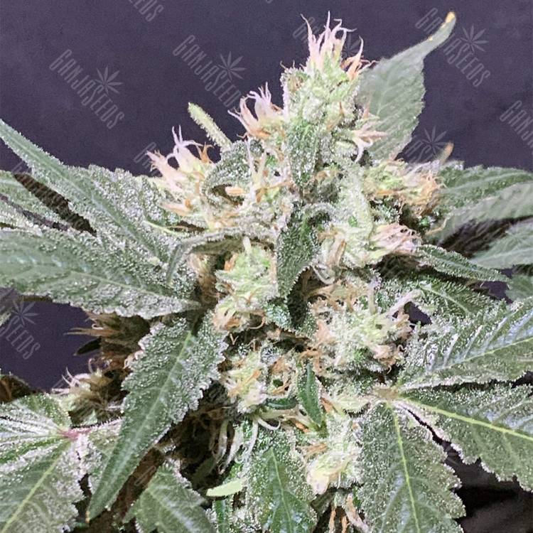семена конопли наложенным платежом The OG #18 feminised Reserva Privada