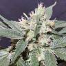 семена конопли наложенным платежом The OG #18 feminised Reserva Privada