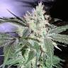семена конопли почтой The OG #18 feminised Reserva Privada
