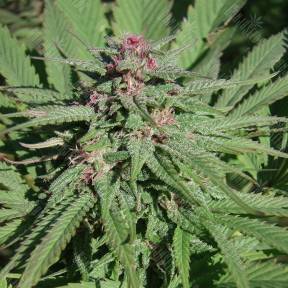 Serious 6 regular Serious Seeds