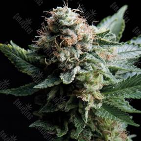 White Widow CBD feminised Trikoma Seeds