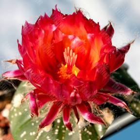 Astrophytum asterias red flowers