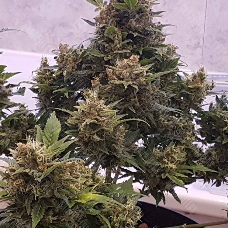 семена конопли элитных сортов Auto Big Devil feminised GanjaLiveSeeds