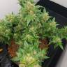 семена конопли в интернете Auto Big Devil feminised GanjaLiveSeeds