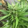 купить семена конопли Auto Alter Ego regular