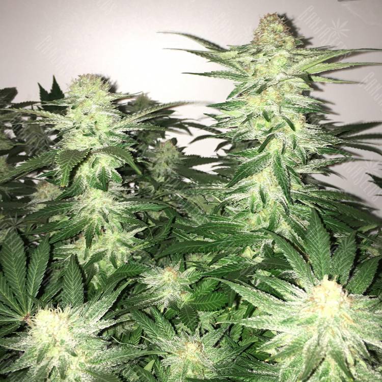семена конопли Auto Alter Ego regular