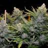 семена конопли недорого Blue Mango feminised