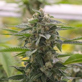 Argali feminised Bang Seeds