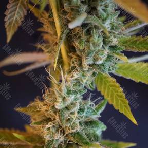 Shiva Skunk regular Ganja Seeds